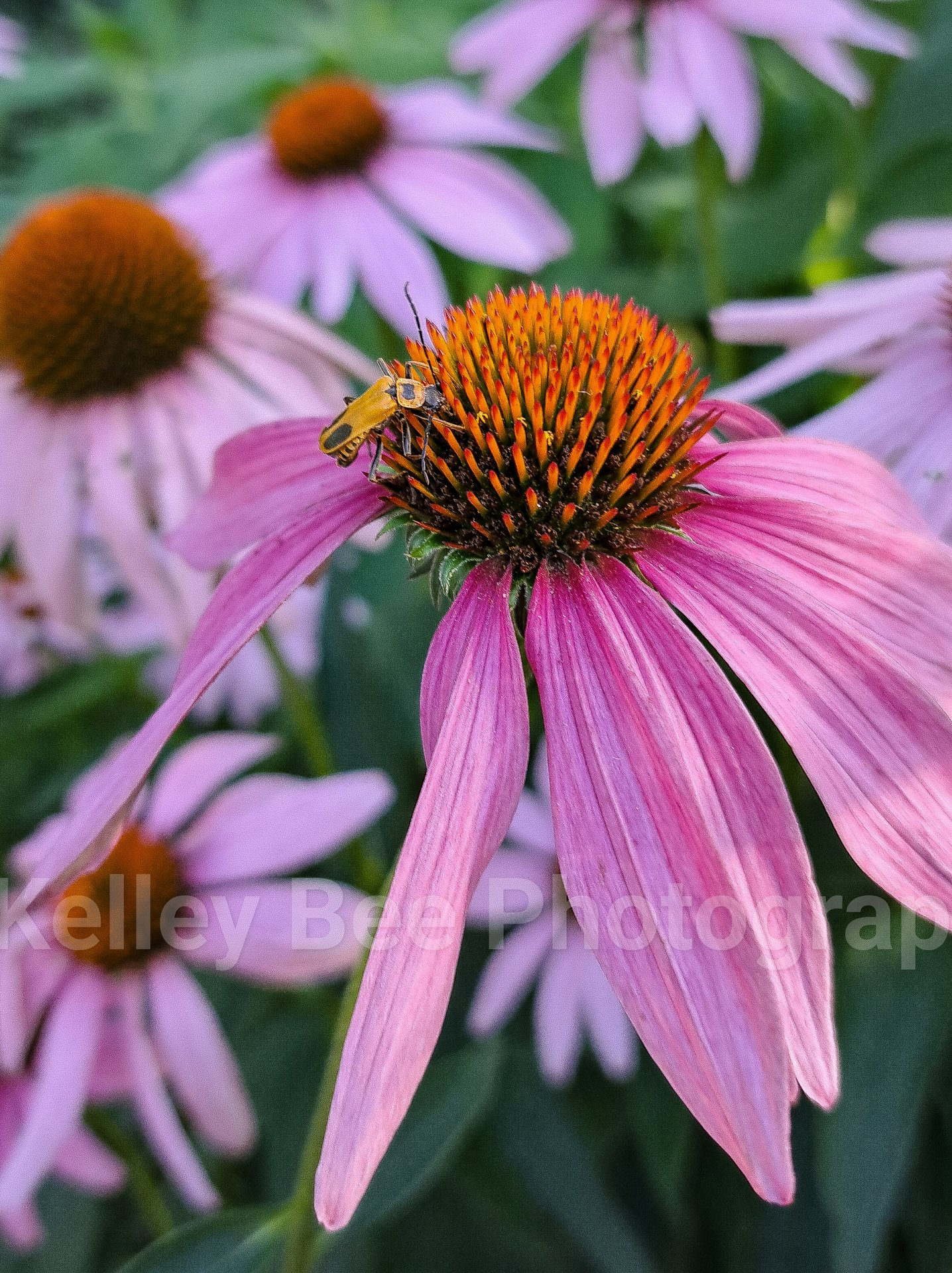 97381408Db47615E11C902Ada5Bc3181 V (1)